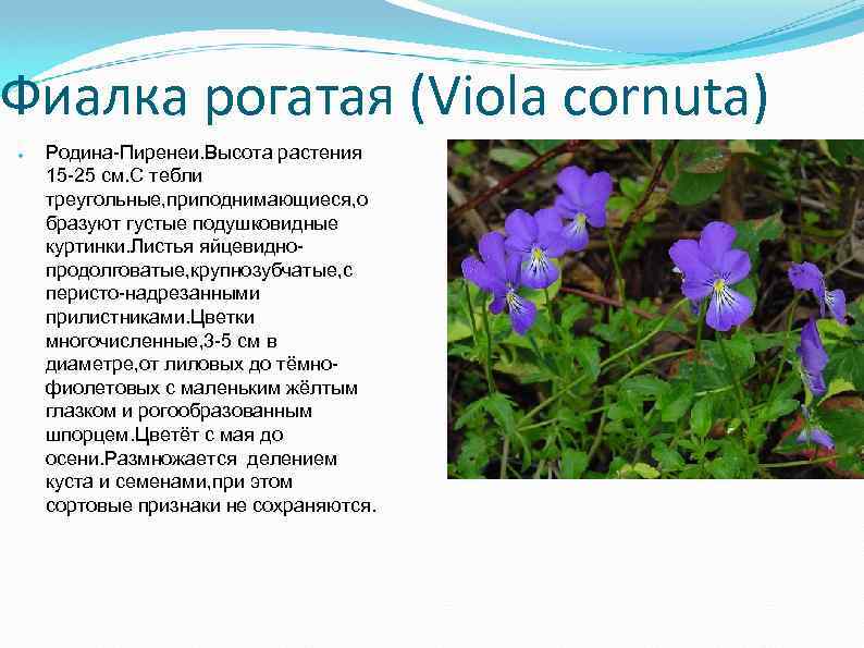 Фиалка рогатая (Viola cornuta) ● Родина-Пиренеи. Высота растения 15 -25 см. С тебли треугольные,