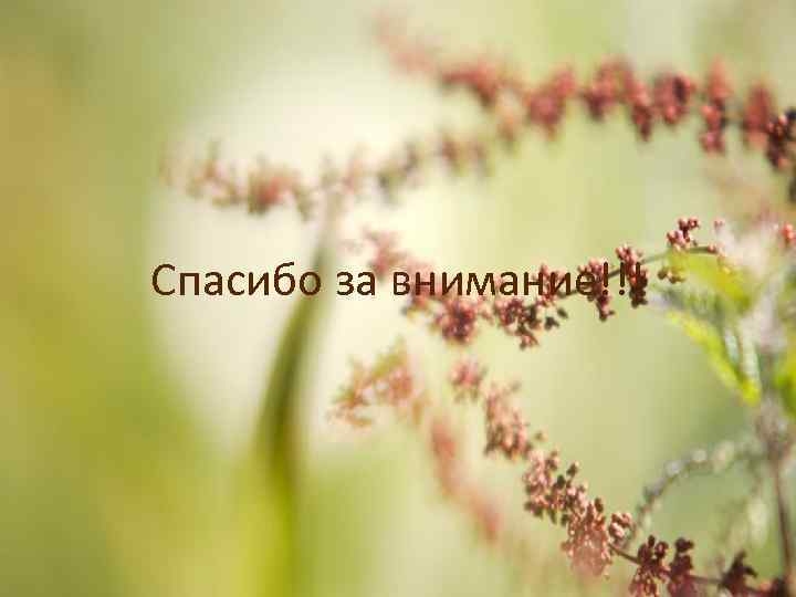 Спасибо за внимание!!! 