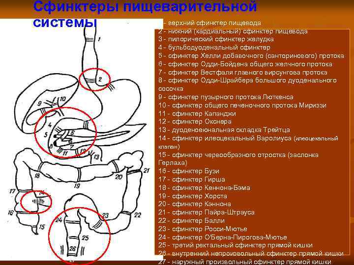 Названия сфинктеров