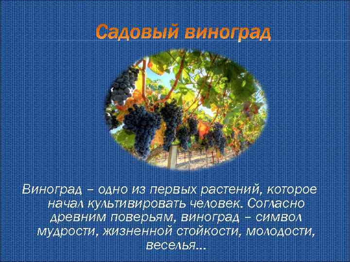 Виноград – одно из первых растений, которое начал культивировать человек. Согласно древним поверьям, виноград