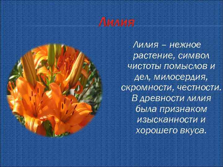 Лилия – нежное растение, символ чистоты помыслов и дел, милосердия, скромности, честности. В древности