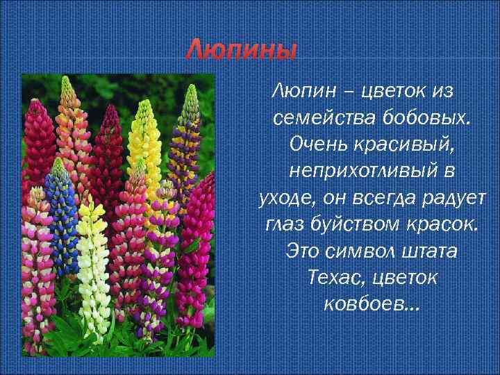 Люпины цитаты. Люпин цветок описание. Люпин краткое описание. Ребенок в люпинах. Люпин характеристика.