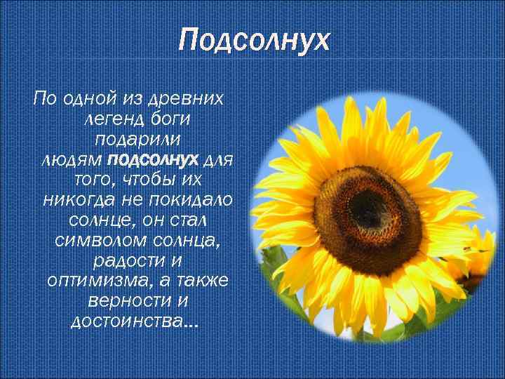 Подсолнух По одной из древних легенд боги подарили людям подсолнух для того, чтобы их