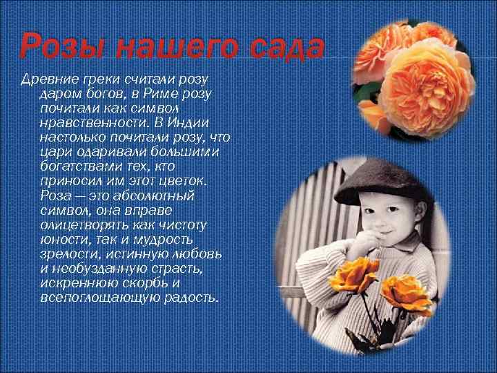 Розы нашего сада Древние греки считали розу даром богов, в Риме розу почитали как