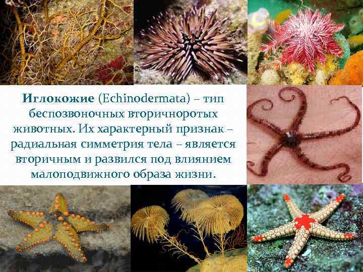 Иглокожие (Echinodermata) – тип беспозвоночных вторичноротых животных. Их характерный признак – радиальная симметрия тела