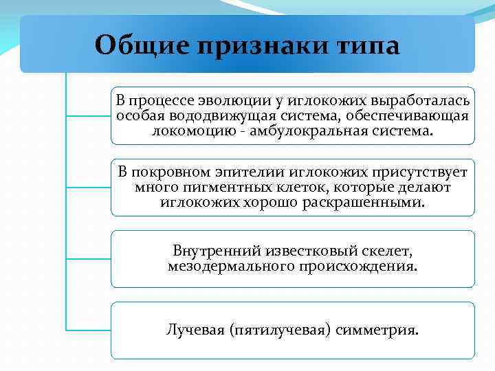 Общие признаки типа В процессе эволюции у иглокожих выработалась особая вододвижущая система, обеспечивающая локомоцию