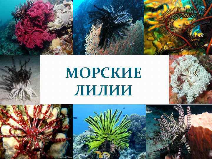 МОРСКИЕ ЛИЛИИ 