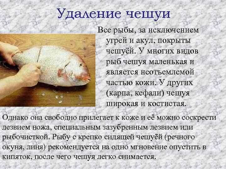 Удаление чешуи Все рыбы, за исключением угрей и акул, покрыты чешуёй. У многих видов