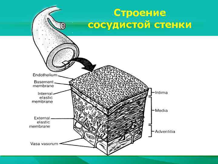 Строение сосудистой стенки 