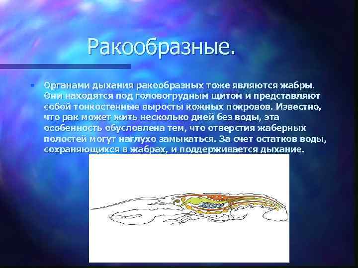 Ракообразные. • Органами дыхания ракообразных тоже являются жабры. Они находятся под головогрудным щитом и