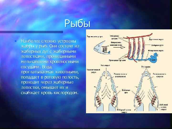 Рыбы • Наиболее сложно устроены жабры у рыб. Они состоят из жаберных дуг с