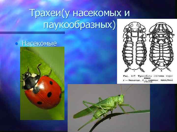 Трахеи(у насекомых и паукообразных) • Насекомые 