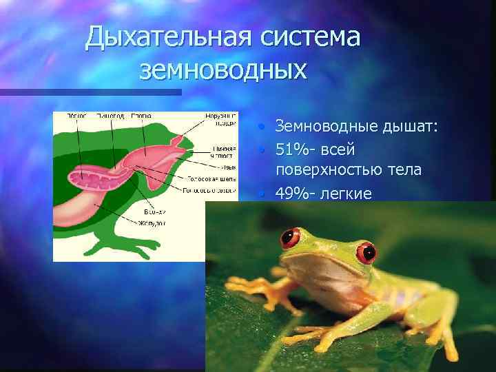 Дыхательная система земноводных • Земноводные дышат: • 51%- всей поверхностью тела • 49%- легкие