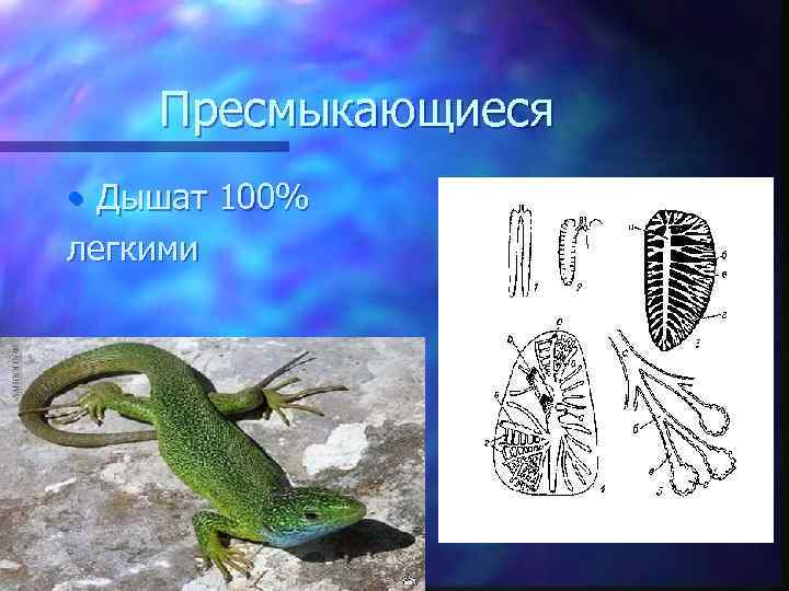 Пресмыкающиеся • Дышат 100% легкими 