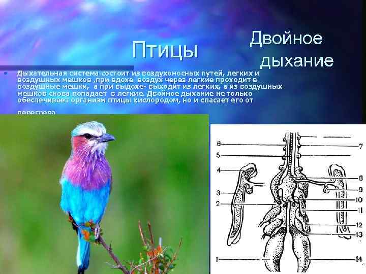 Птицы • Двойное дыхание Дыхательная система состоит из воздухоносных путей, легких и воздушных мешков