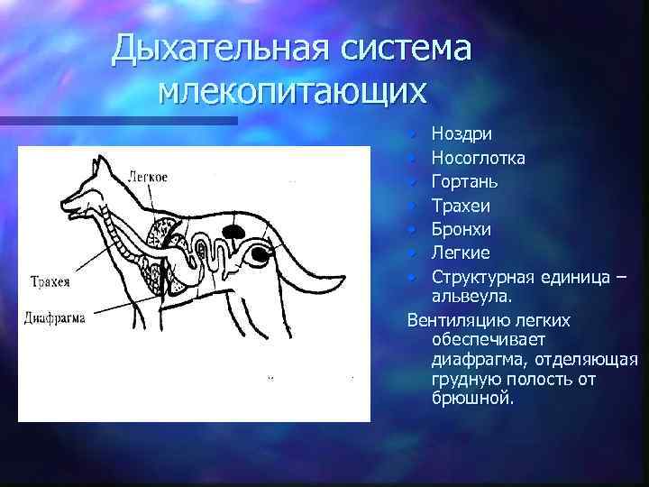 Дыхательная система млекопитающих • • Ноздри Носоглотка Гортань Трахеи Бронхи Легкие Структурная единица –