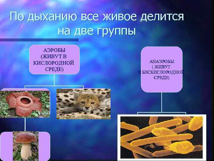 По дыханию все живое делится на две группы АЭРОБЫ (ЖИВУТ В КИСЛОРОДНОЙ СРЕДЕ) АНАЭРОБЫ