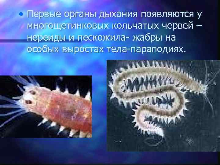  • Первые органы дыхания появляются у многощетинковых кольчатых червей – нереиды и пескожила-