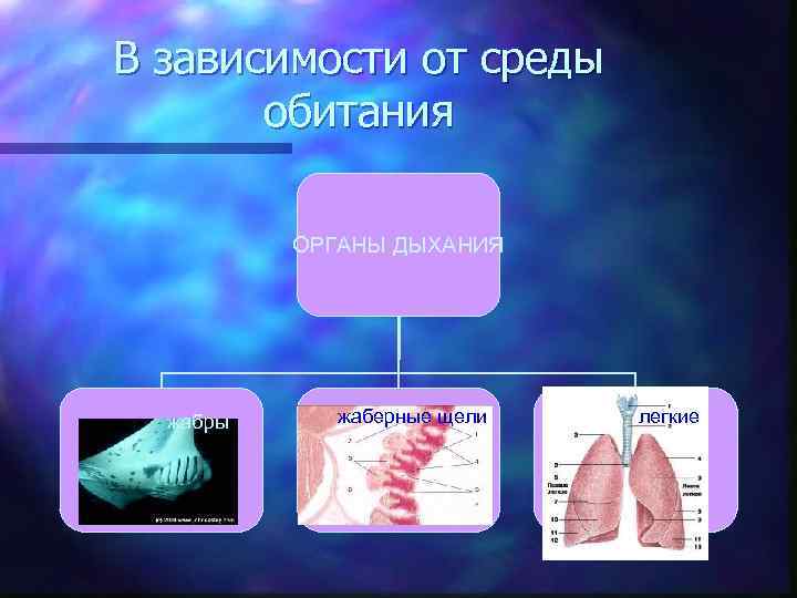 В зависимости от среды обитания ОРГАНЫ ДЫХАНИЯ жабры жаберные щели легкие 