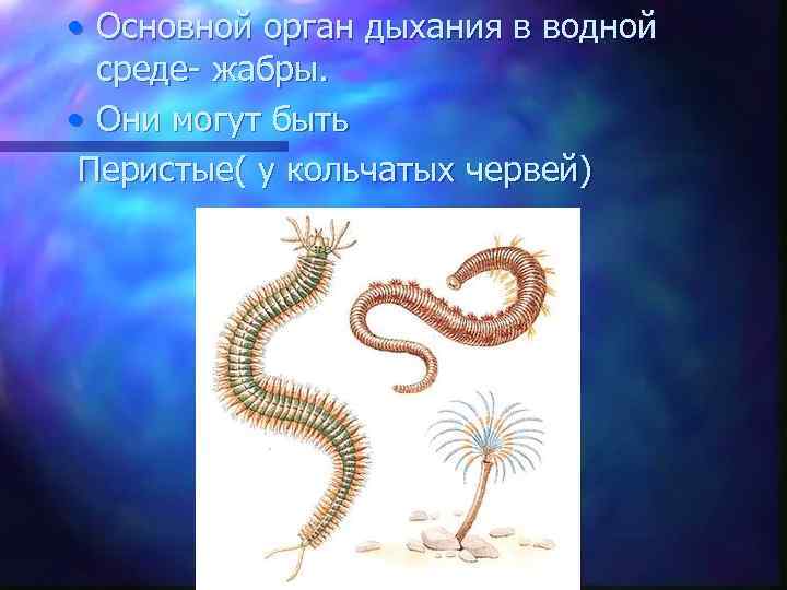  • Основной орган дыхания в водной среде- жабры. • Они могут быть Перистые(