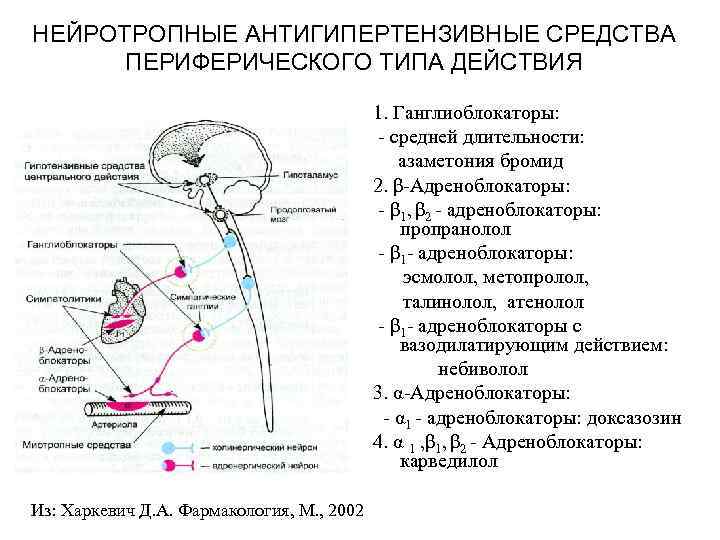 Гипотензивные средства. Механизм действия гипотензивных средств схема. Локализация действия гипотензивных средств схема. Нейротропные антигипертензивные средства периферического действия. Механизм действия антигипертензивных средств миотропного действия.
