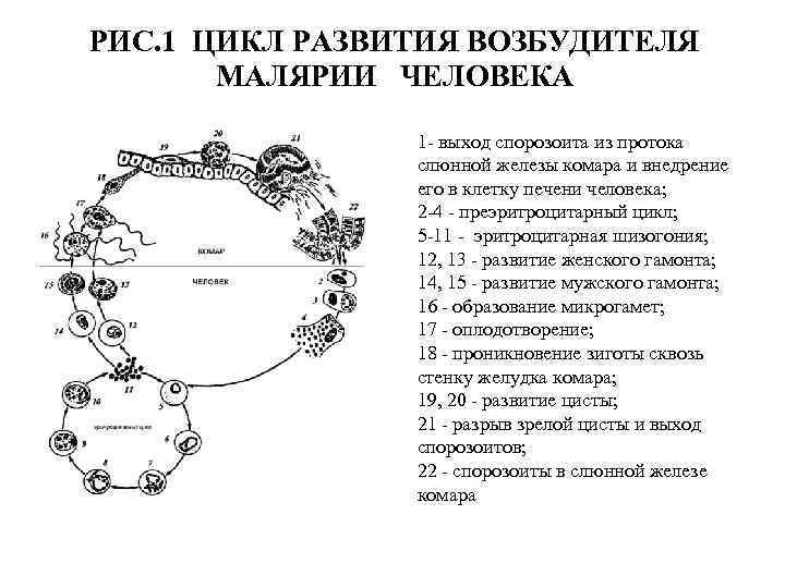 РИС. 1 ЦИКЛ РАЗВИТИЯ ВОЗБУДИТЕЛЯ МАЛЯРИИ ЧЕЛОВЕКА 1 - выход спорозоита из протока слюнной