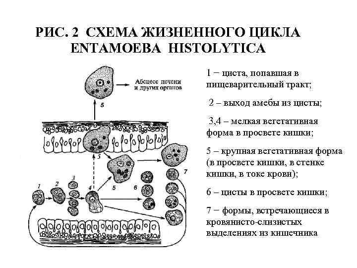 Дизентерийная амеба относится к