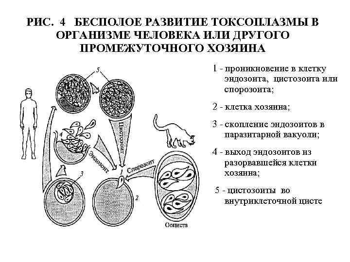 РИС. 4 БЕСПОЛОЕ РАЗВИТИЕ ТОКСОПЛАЗМЫ В ОРГАНИЗМЕ ЧЕЛОВЕКА ИЛИ ДРУГОГО ПРОМЕЖУТОЧНОГО ХОЗЯИНА 1 -