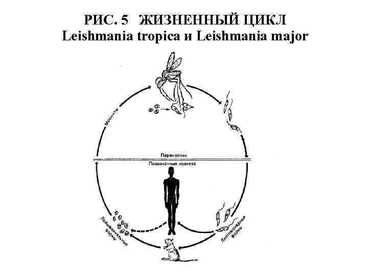 РИС. 5 ЖИЗНЕННЫЙ ЦИКЛ Leishmania tropica и Leishmania major 