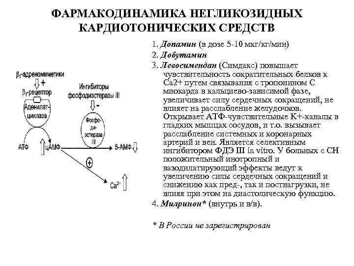ФАРМАКОДИНАМИКА НЕГЛИКОЗИДНЫХ КАРДИОТОНИЧЕСКИХ СРЕДСТВ 1. Допамин (в дозе 5 -10 мкг/кг/мин) 2. Добутамин 3.