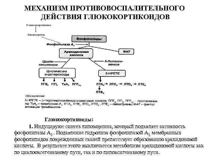 МЕХАНИЗМ ПРОТИВОВОСПАЛИТЕЛЬНОГО ДЕЙСТВИЯ ГЛЮКОКОРТИКОИДОВ Глюкокортикоиды: 1. Индуцируют синтез липокортина, который подавляет активность фосфолипазы А