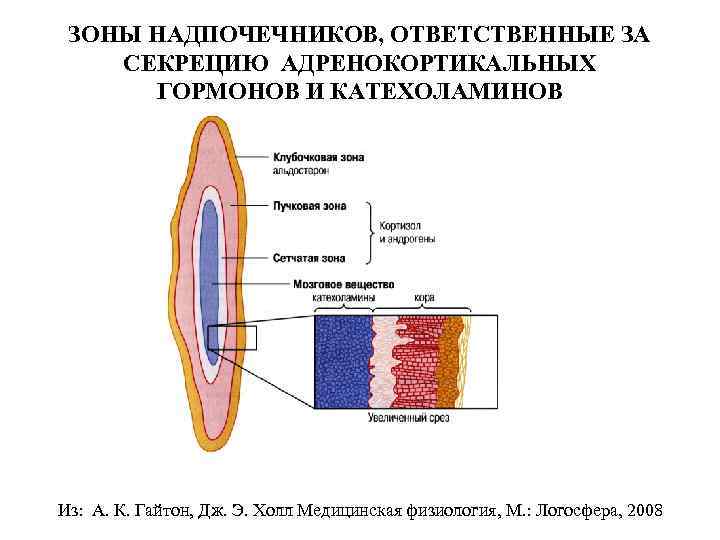 ЗОНЫ НАДПОЧЕЧНИКОВ, ОТВЕТСТВЕННЫЕ ЗА СЕКРЕЦИЮ АДРЕНОКОРТИКАЛЬНЫХ ГОРМОНОВ И КАТЕХОЛАМИНОВ Из: А. К. Гайтон, Дж.