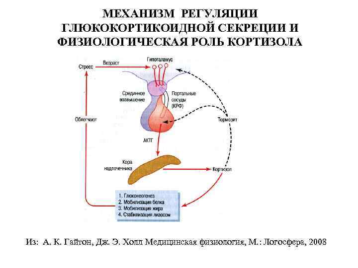 Физиологические механизмы регуляции передачи звука через среднее ухо