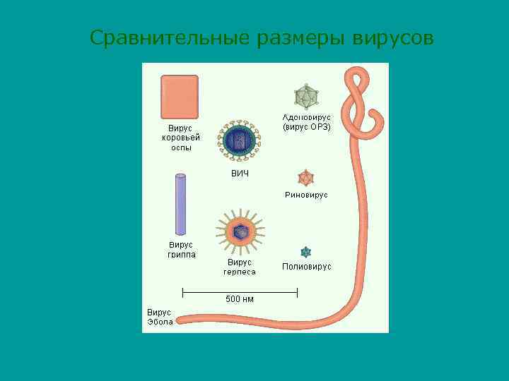 Сравнительные размеры вирусов 