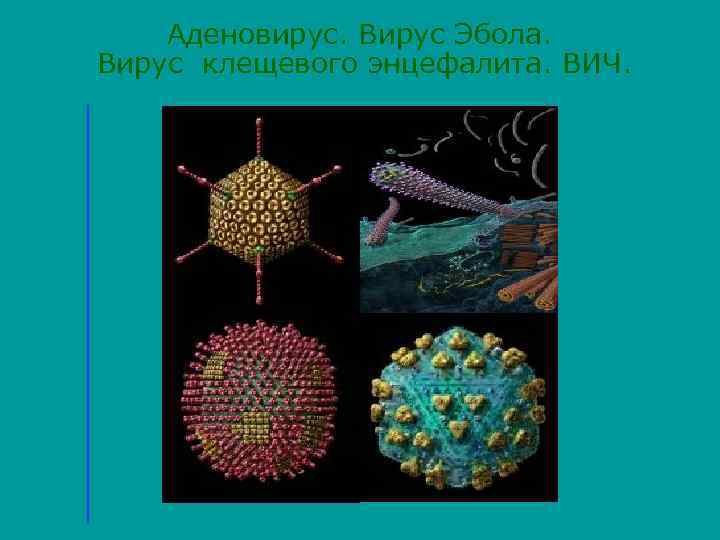 Аденовирус. Вирус Эбола. Вирус клещевого энцефалита. ВИЧ. 