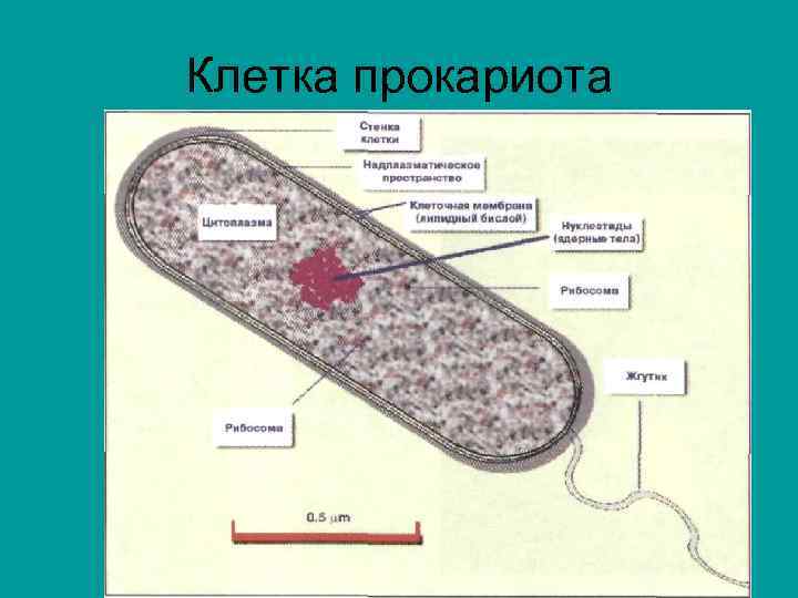 Клетка прокариота 