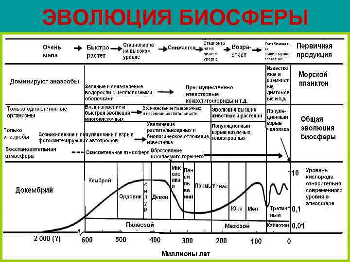 ЭВОЛЮЦИЯ БИОСФЕРЫ 