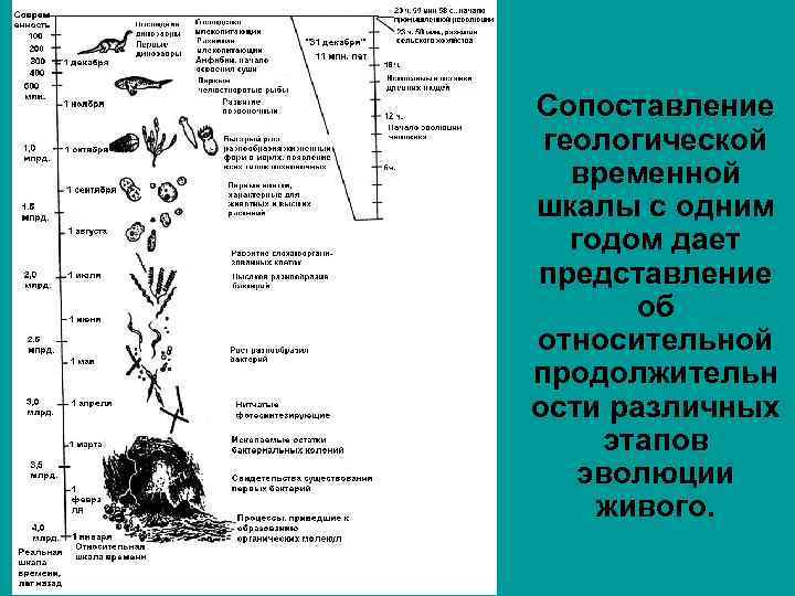 Сопоставление геологической временной шкалы с одним годом дает представление об относительной продолжительн ости различных