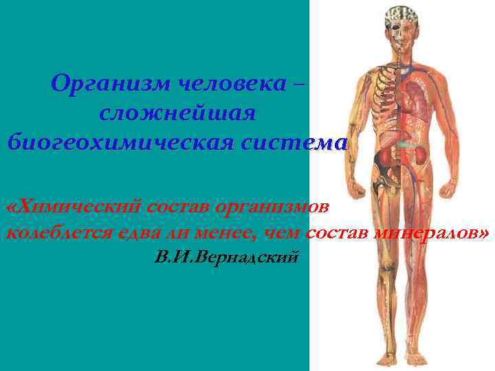 Организм человека – сложнейшая биогеохимическая система «Химический состав организмов колеблется едва ли менее, чем