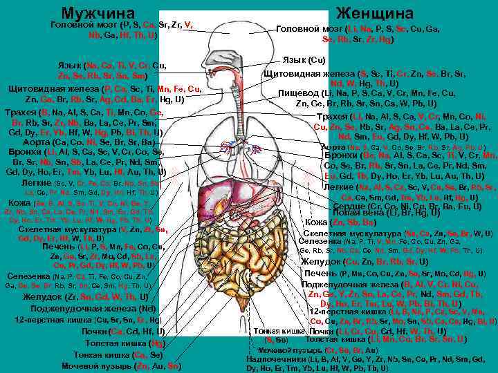 Мужчина Головной мозг (P, S, Ca, Sr, Zr, V, Nb, Ga, Hf, Th, U)