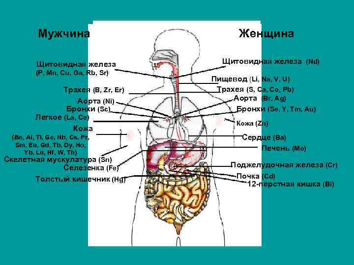 Мужчина Щитовидная железа (P, Mn, Cu, Ga, Rb, Sr) Трахея (B, Zr, Er) Аорта