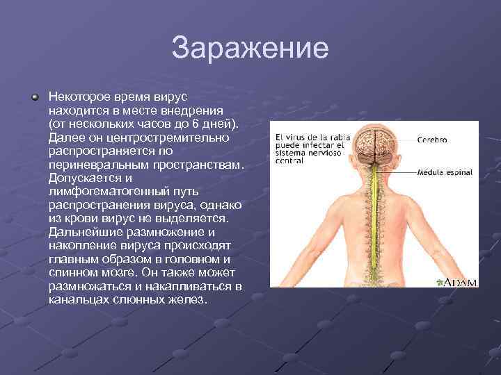 В каких случаях заражение мобильных устройств компьютерным вирусом наиболее вероятно