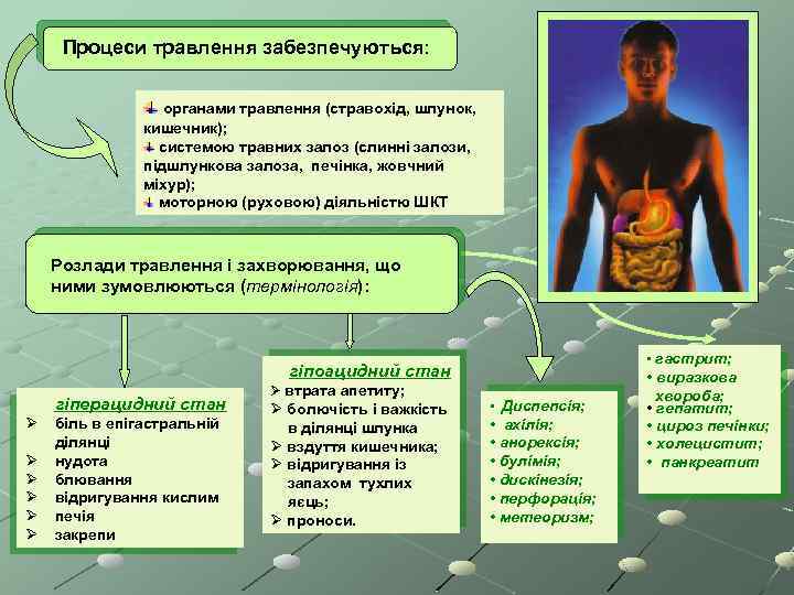 Процеси травлення забезпечуються: органами травлення (стравохід, шлунок, кишечник); системою травних залоз (слинні залози, підшлункова