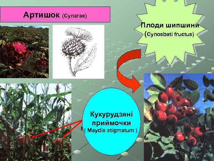 Артишок (Cynarae) Плоди шипшини (Cynosbati fructus) Кукурудзяні приймочки Maydis stigmatum ( Maydis stigmatum )