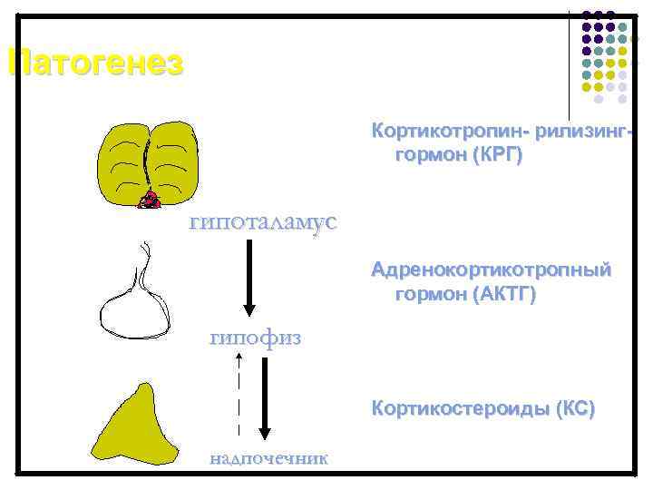 Патогенез Кортикотропин- рилизинггормон (КРГ) гипоталамус Адренокортикотропный гормон (АКТГ) гипофиз Кортикостероиды (КС) надпочечник 