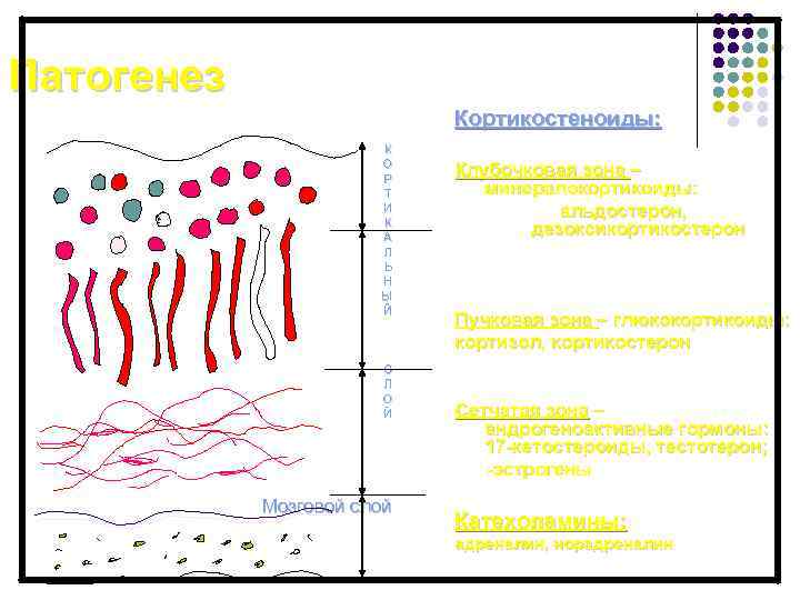 Патогенез Кортикостеноиды: К О Р Т И К А Л Ь Н Ы Й
