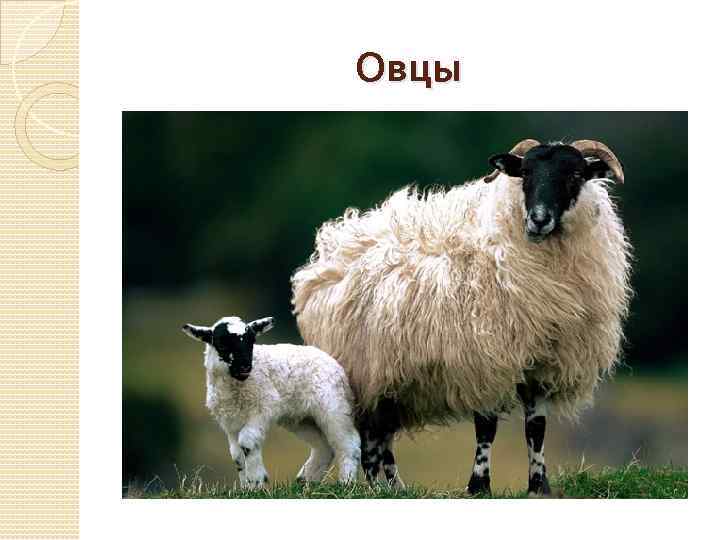 Овцы 