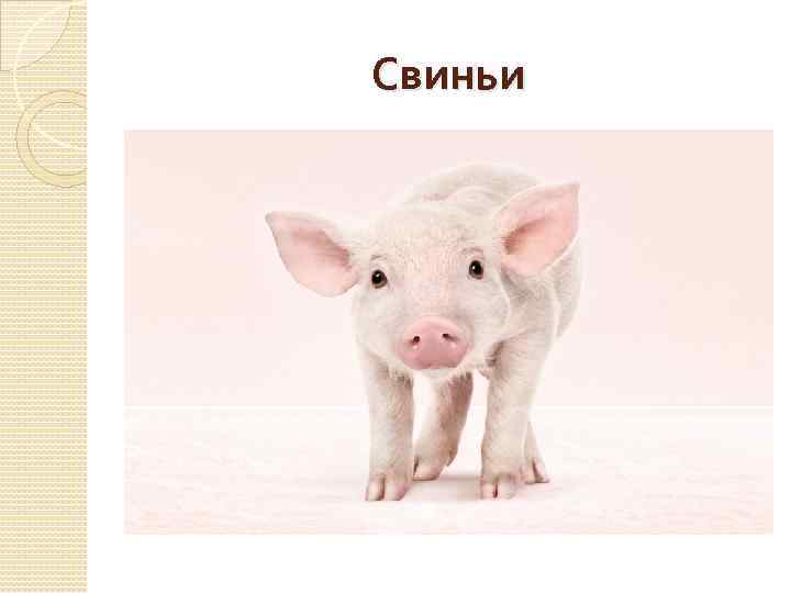 Свиньи 