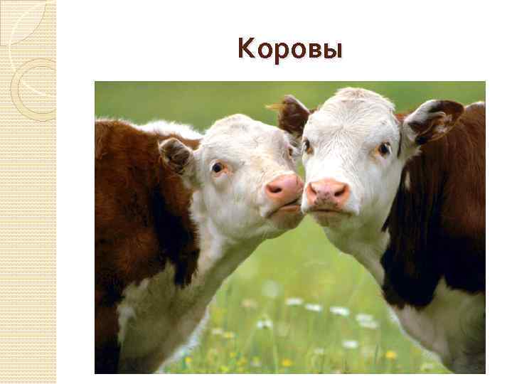 Коровы 