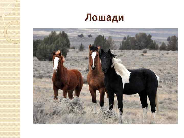 Лошади 